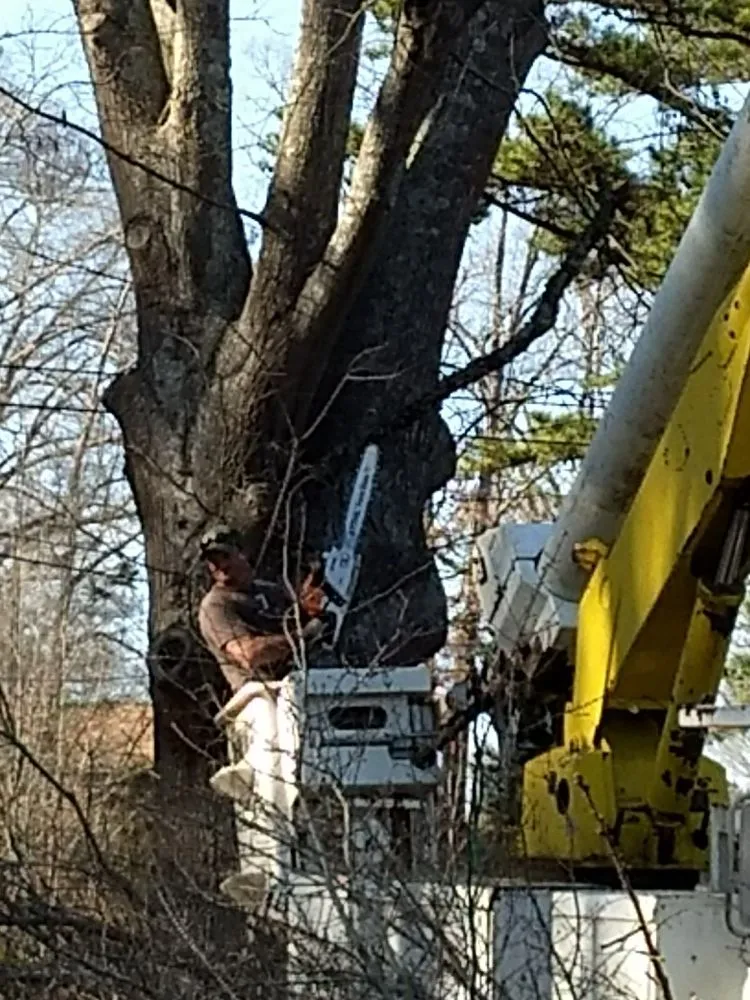 Local yard maintenance for outdoor upgrades in Winfield, AL by Jermery Rossi Tree Service