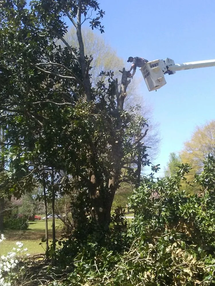 Custom landscape installation in Winfield, AL - Jermery Rossi Tree Service