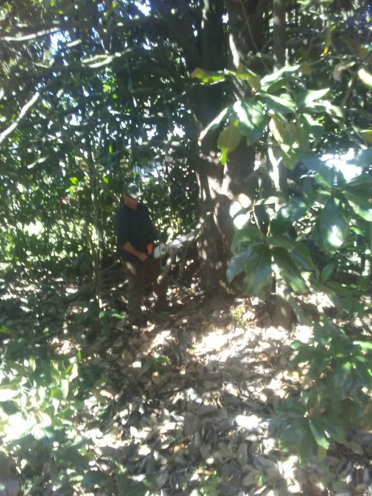 Expert landscape installation for outdoor upgrades in Winfield, AL by Jermery Rossi Tree Service