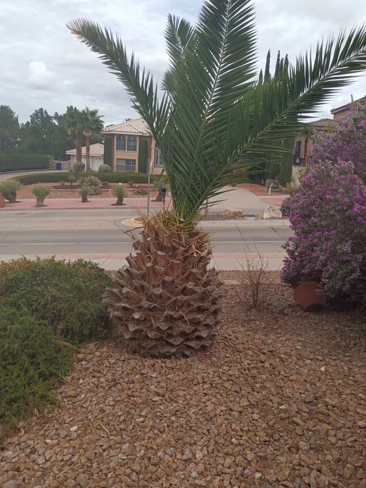 Reliable garden landscaping in El Paso, TX by Jerome's Landscaping & Painting