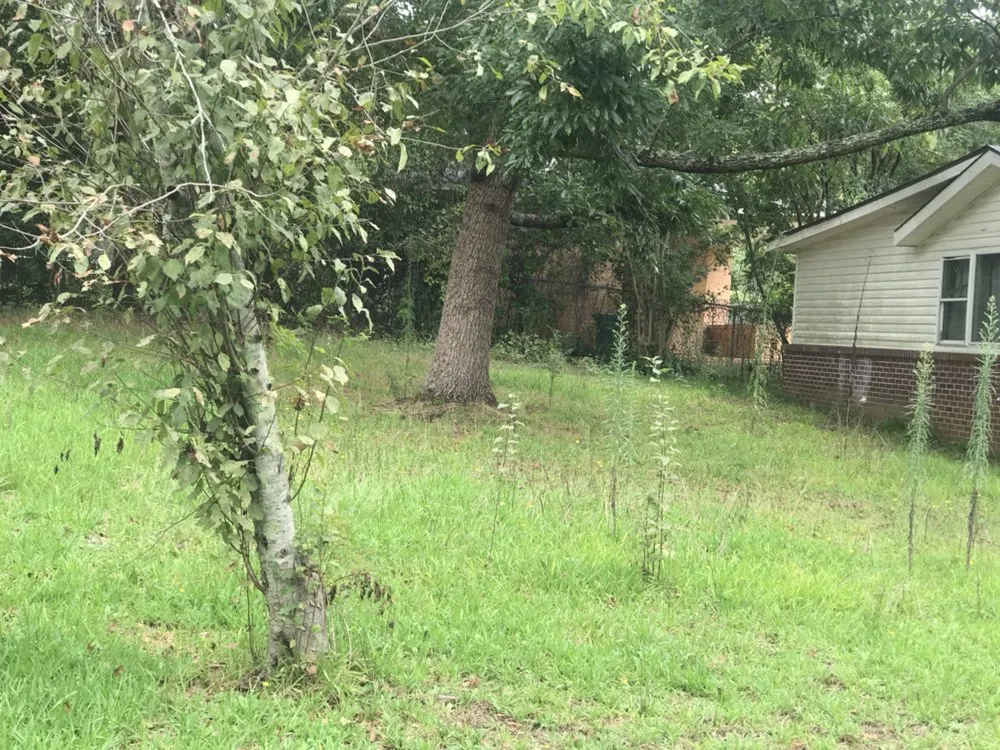 Professional yard cleanup service in Macon, GA by Jerrell Exterior Cleaning And Lawn Service