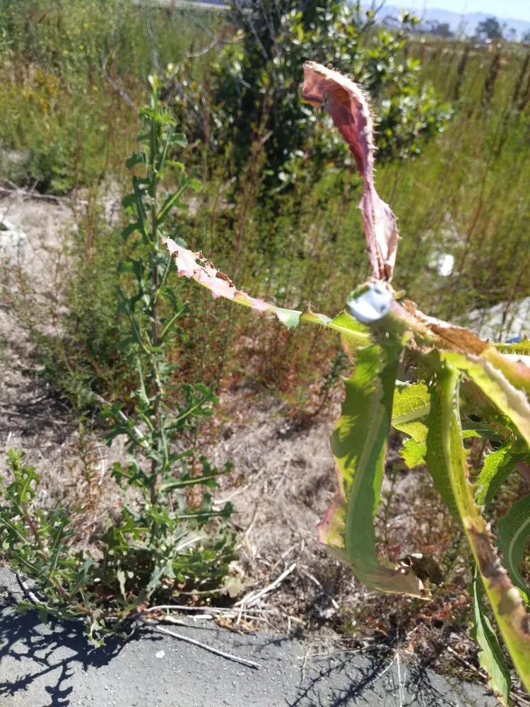 Trusted landscape installation near you in Watsonville, CA by Jerry Allison Landscaping