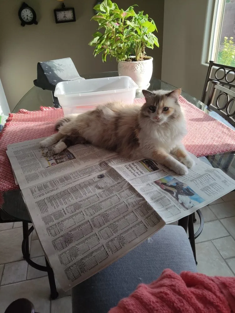 Expert outdoor landscaping experts serving Las Vegas, NV - Jerry's Attention To Detail Landscaping