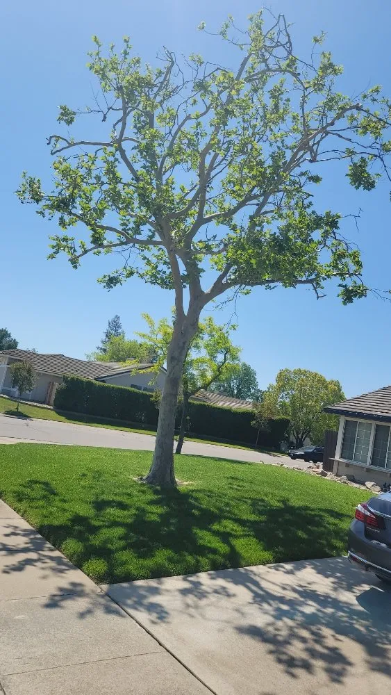 Affordable yard maintenance experts serving Galt, CA - Jerry's Gardening