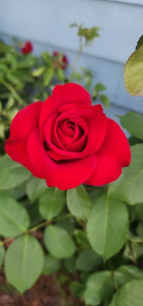 Affordable yard cleanup service in Jacksonville, OR - Jerrys Gardening Services