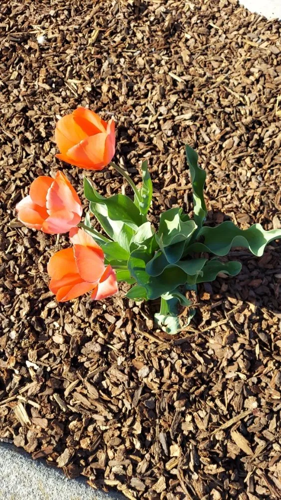 Local lawn care service in Jacksonville, OR by Jerrys Gardening Services