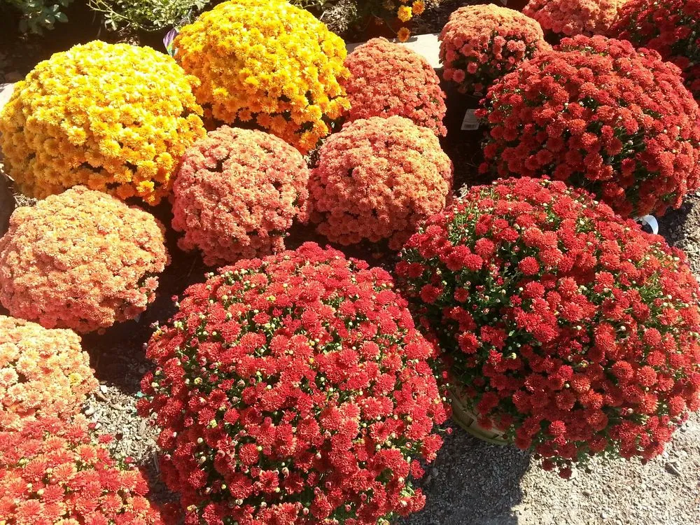 Custom yard maintenance in Kansas City, KS - Jerry's Nursery & Landscaping