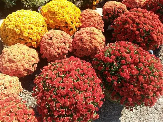 Jerry's Nursery & Landscaping Logo