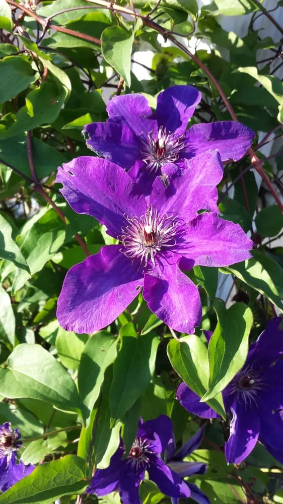 Expert outdoor landscaping experts serving Hazlet, NJ - Jersey Lawn Choppers, LLC