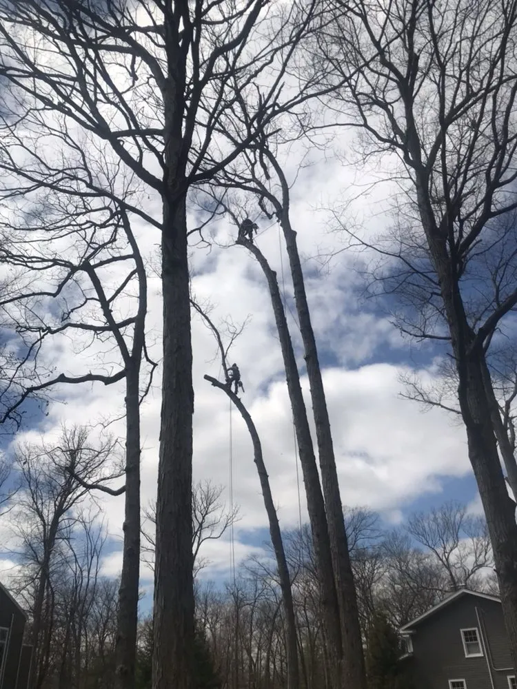 Reliable landscape design experts serving Hopatcong, NJ - Jersey’s Urban Axe Men