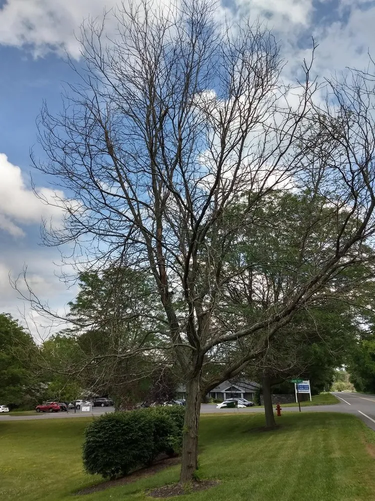 Reliable residential landscaping in Kirkville, NY - Jesmer Services