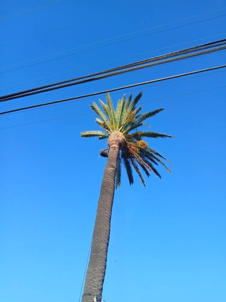 Custom lawn mowing service near you in West Hills, CA by Jesús Landscaping