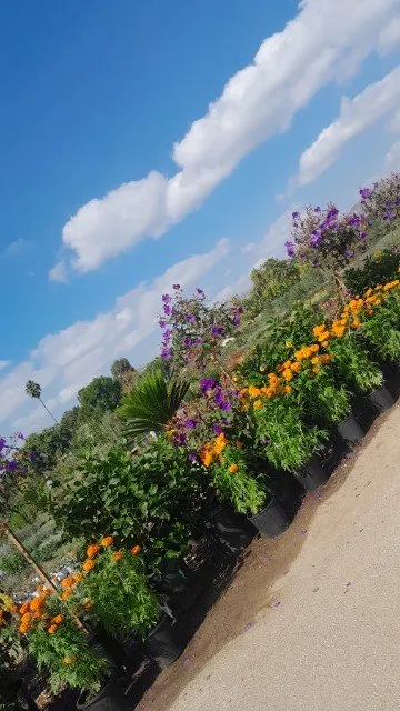 Expert lawn mowing service in West Hills, CA - Jesús Landscaping