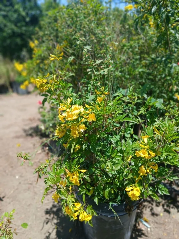 Top-rated lawn care service with custom design in West Hills, CA by Jesús Landscaping