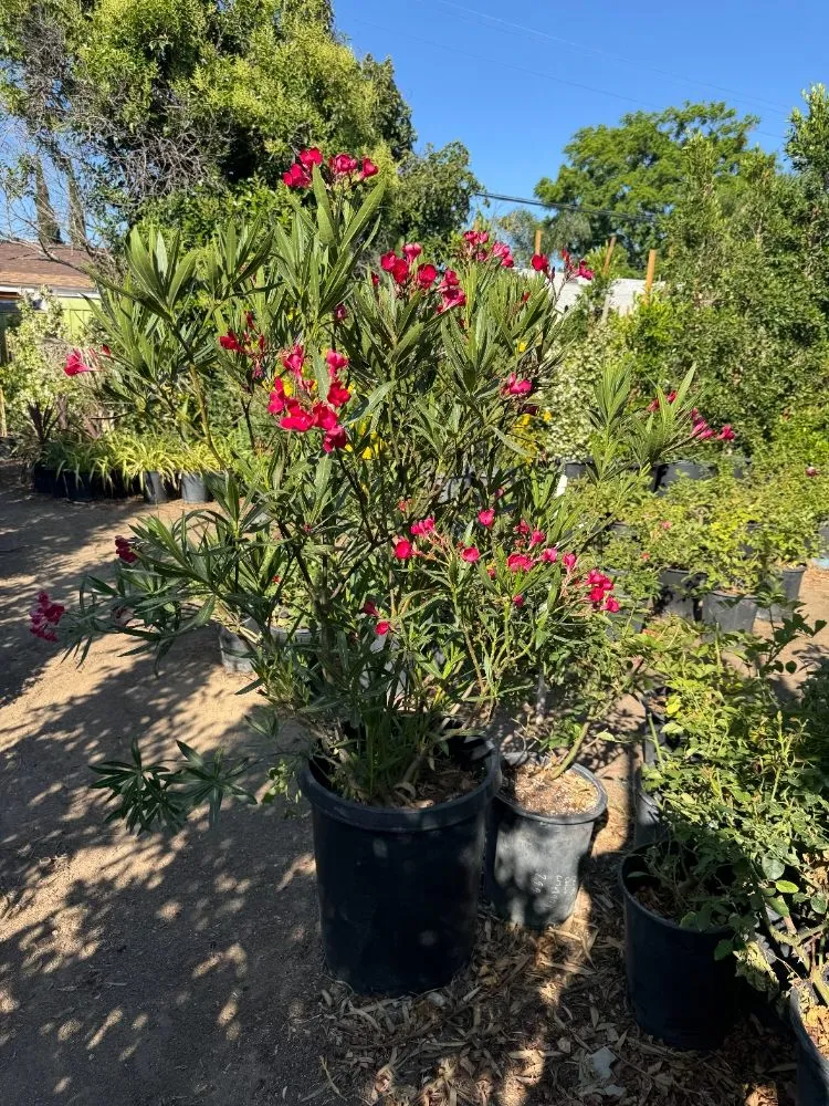 Expert landscape design for residential properties across West Hills, CA - Jesús Landscaping