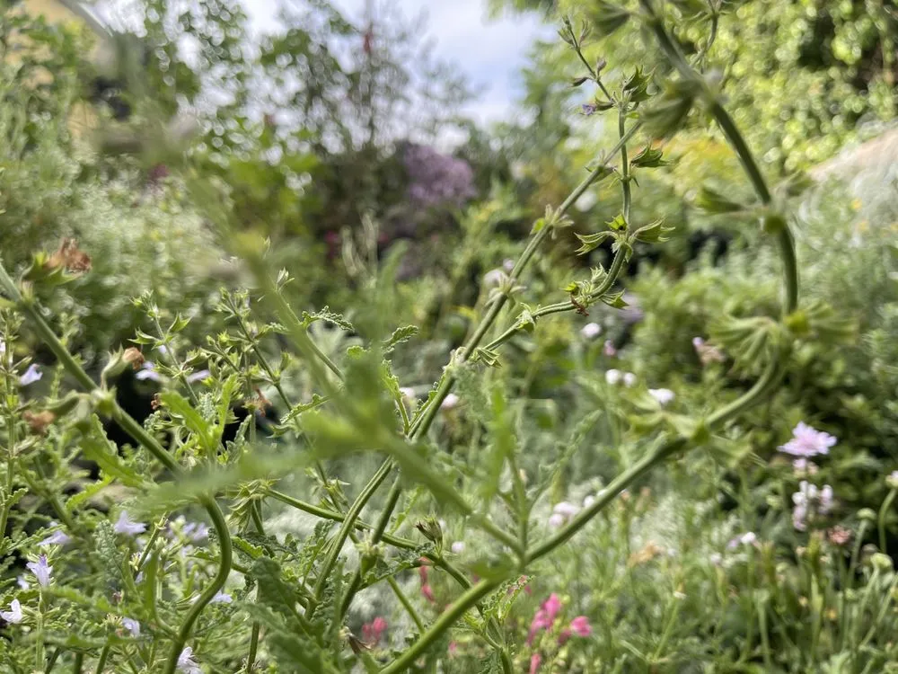 Professional landscape installation for residential properties across Azusa, CA - Jesse & Sons Landscape Design