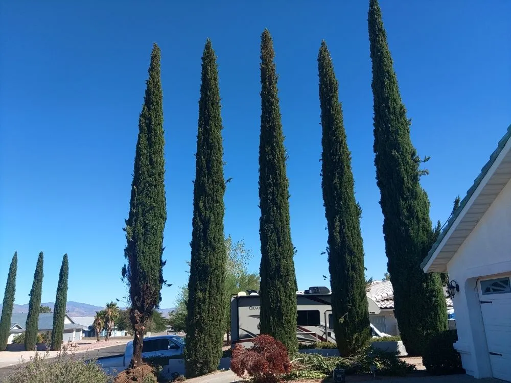 Professional landscape installation in Kingman, AZ - Jesse Franzen Handyman Painting and Yard Maintenance