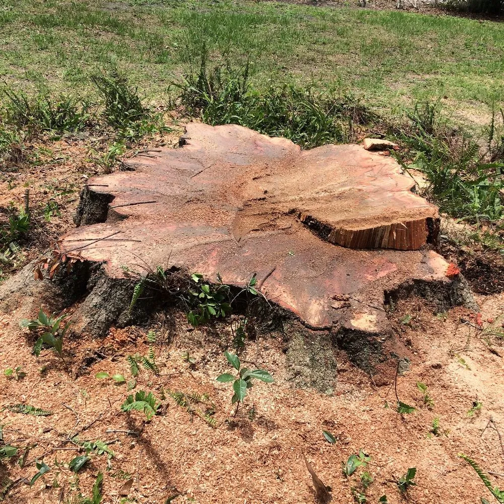 Custom outdoor landscaping for residential properties across Orlando, FL - Jesse Scotts Tree Service