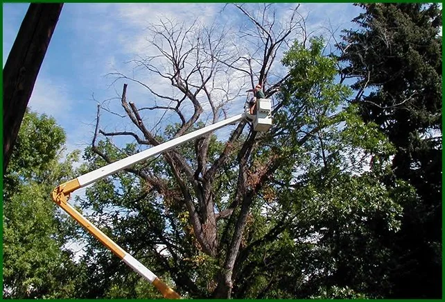 Local yard cleanup service in Orlando, FL by Jesse Scotts Tree Service