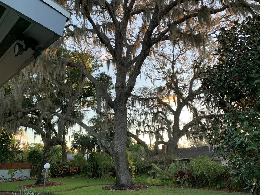 Local lawn care service in Orlando, FL - Jesse Scotts Tree Service