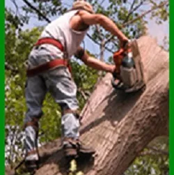 Reliable lawn mowing service in Orlando, FL - Jesse Scotts Tree Service