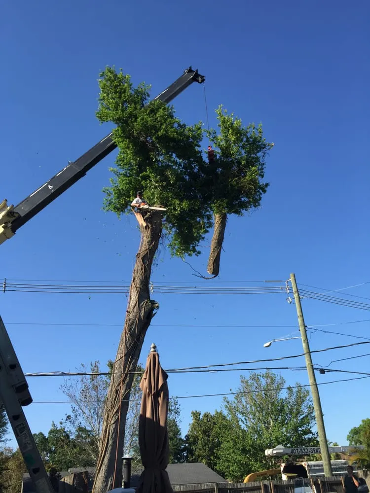 Affordable lawn care service in Orlando, FL by Jesse Scotts Tree Service