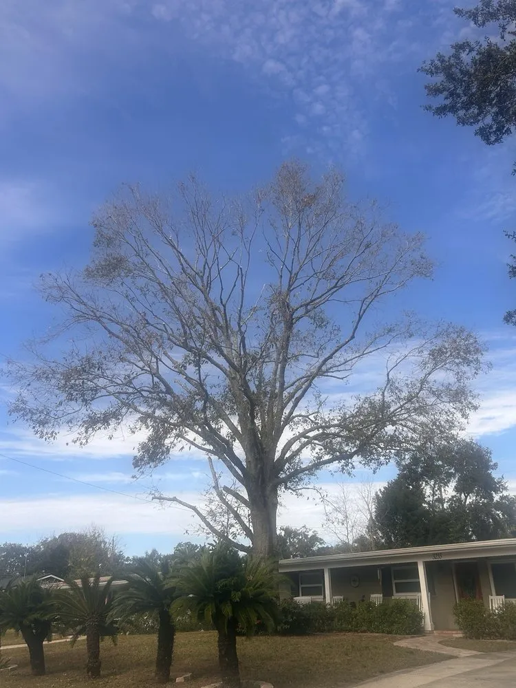 Expert garden landscaping experts serving Orlando, FL - Jesse Scotts Tree Service