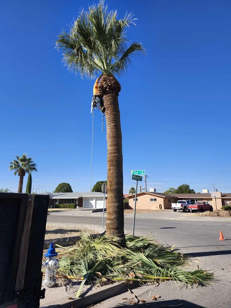 Reliable lawn care service for outdoor upgrades across El Paso, TX - Jesses A-1 Tree Service