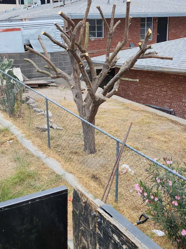 Professional yard maintenance for outdoor upgrades across El Paso, TX - Jesses A-1 Tree Service