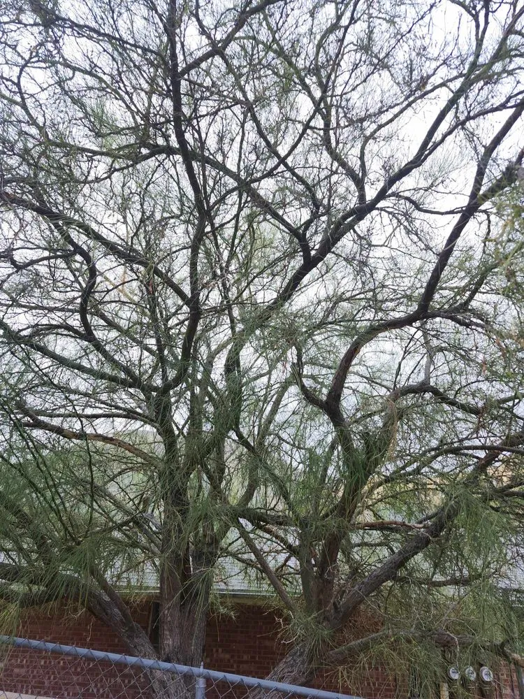 Affordable landscaping services in El Paso, TX - Jesses A-1 Tree Service