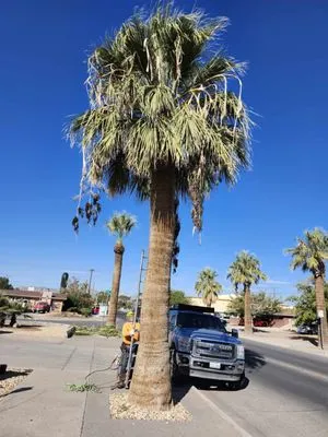 Jesses A-1 Tree Service Logo