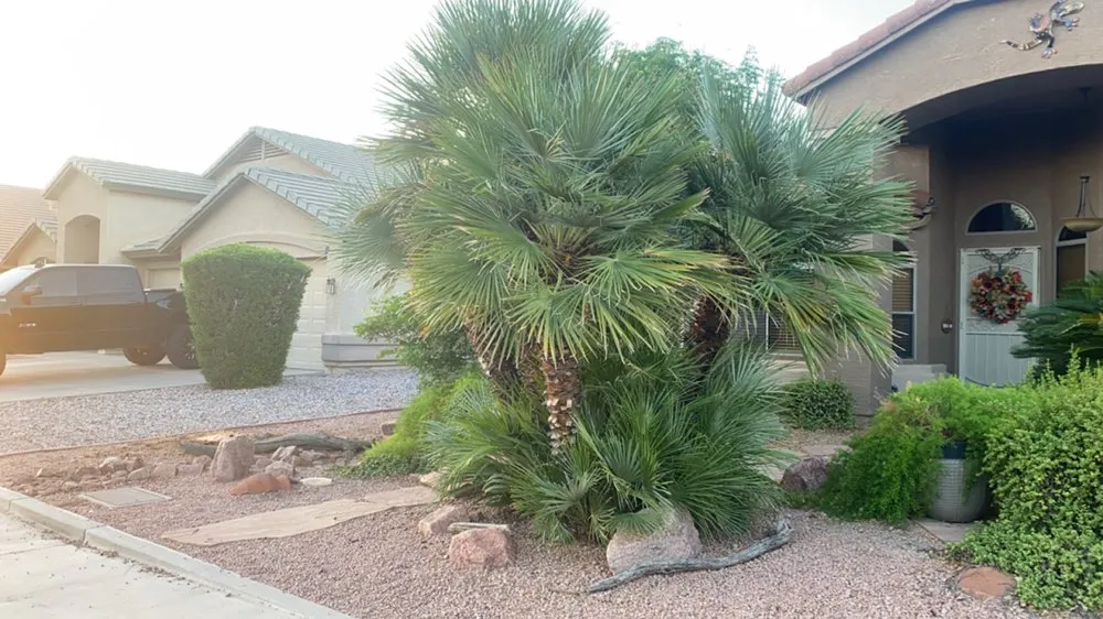 Trusted yard maintenance in Mesa, AZ - Jesses Landscape