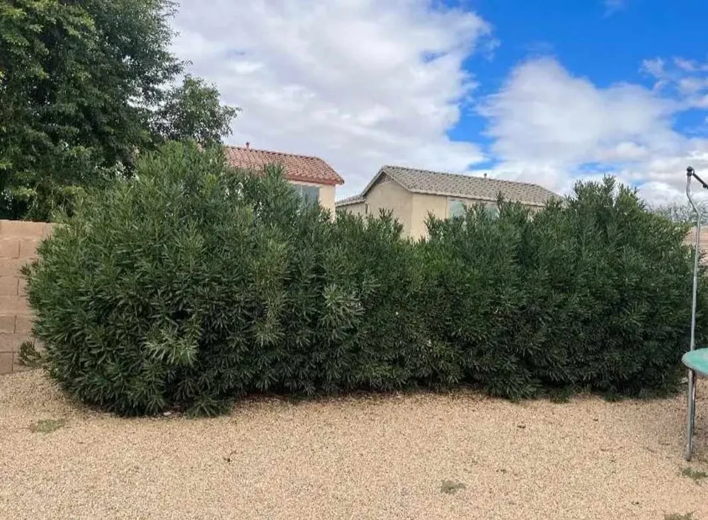 Trusted landscaping services in Mesa, AZ - Jesses Landscape