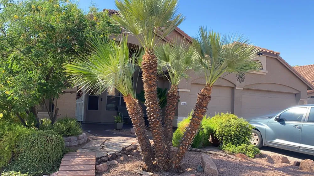 Custom lawn care service in Mesa, AZ by Jesses Landscape