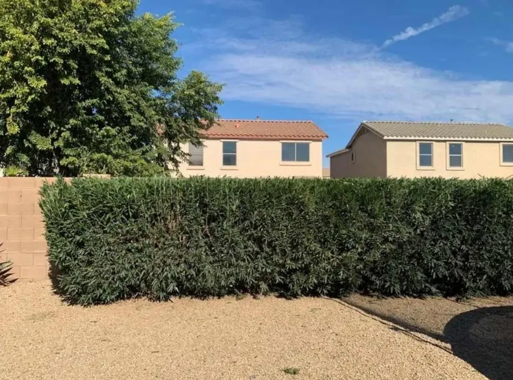 Custom garden landscaping for year-round maintenance across Mesa, AZ - Jesses Landscape