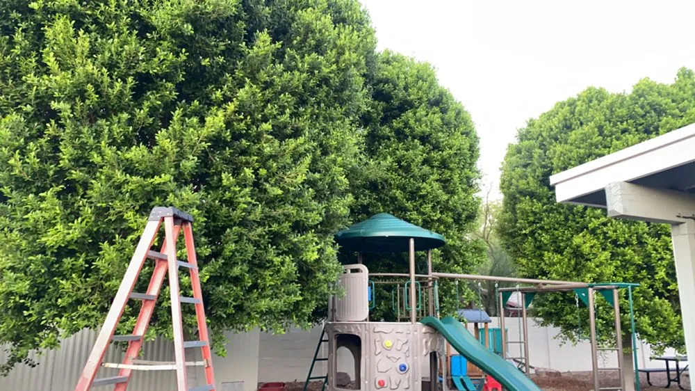 Professional residential landscaping for outdoor upgrades across Mesa, AZ - Jesses Landscape