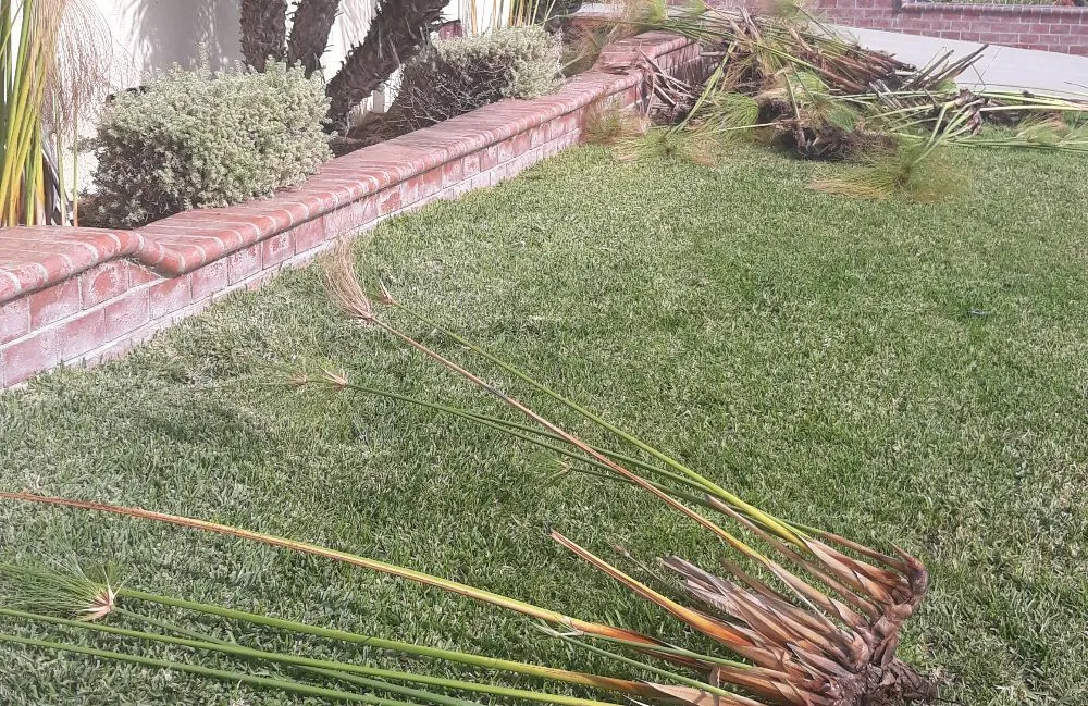 Reliable landscape design in Wilmington, CA by Jesse's Landscaping