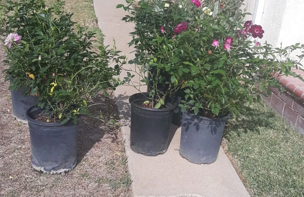 Local landscape installation with custom design across Wilmington, CA - Jesse's Landscaping