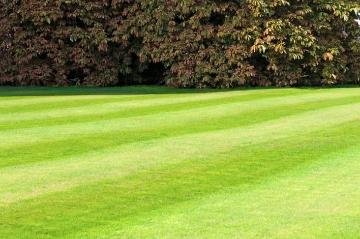 Professional residential landscaping near you in Savannah, GA by Jessica Jones Lawn Care Service