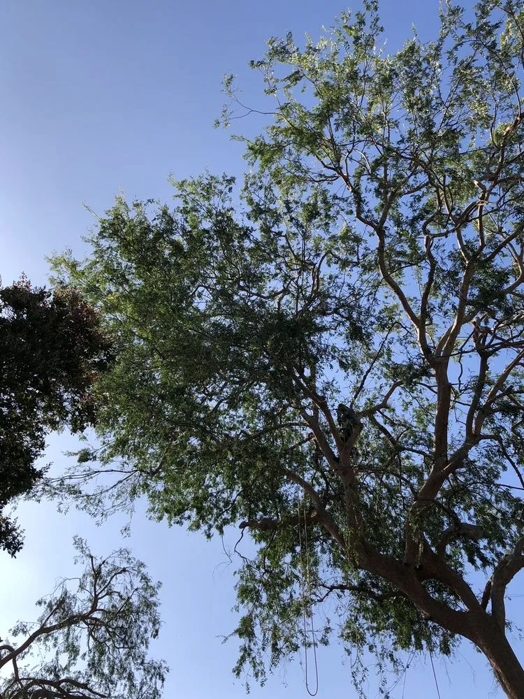 Reliable landscape installation in Los Angeles, CA - Jesus Acevedo's Tree Service & Landscaping