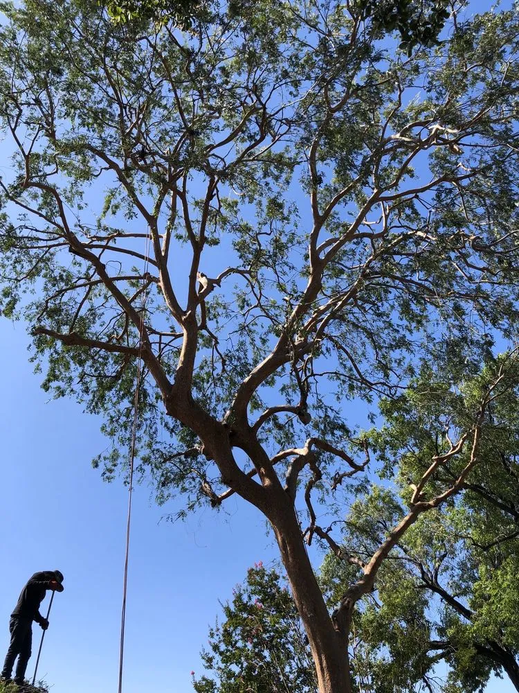 Expert lawn care service for beautiful yards across Los Angeles, CA - Jesus Acevedo's Tree Service & Landscaping