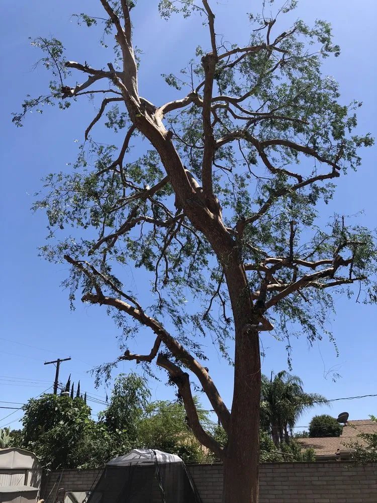 Affordable landscaping services in Los Angeles, CA by Jesus Acevedo's Tree Service & Landscaping