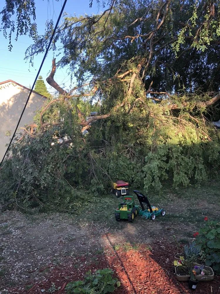 Reliable landscaping services in Los Angeles, CA by Jesus Acevedo's Tree Service & Landscaping