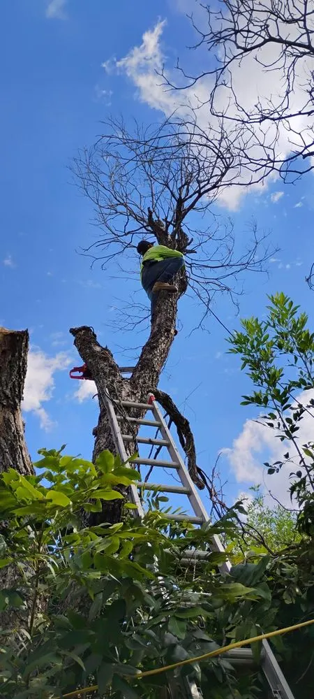 Expert garden landscaping in San Antonio, TX by Jesus Garcia Landscaping