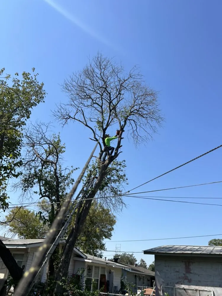 Expert garden landscaping for residential properties across San Antonio, TX - Jesus Garcia Landscaping