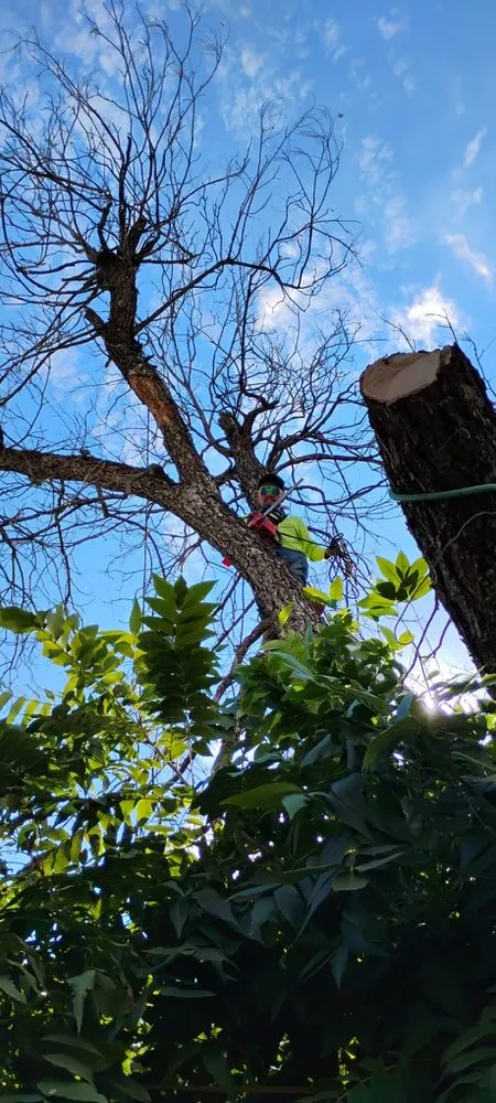 Custom lawn mowing service for year-round maintenance across San Antonio, TX - Jesus Garcia Landscaping