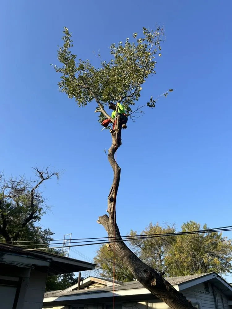 Custom lawn care service experts serving San Antonio, TX - Jesus Garcia Landscaping