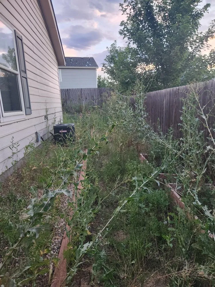 Affordable lawn care service for homes in Irvine, CA by Jesus Landscape