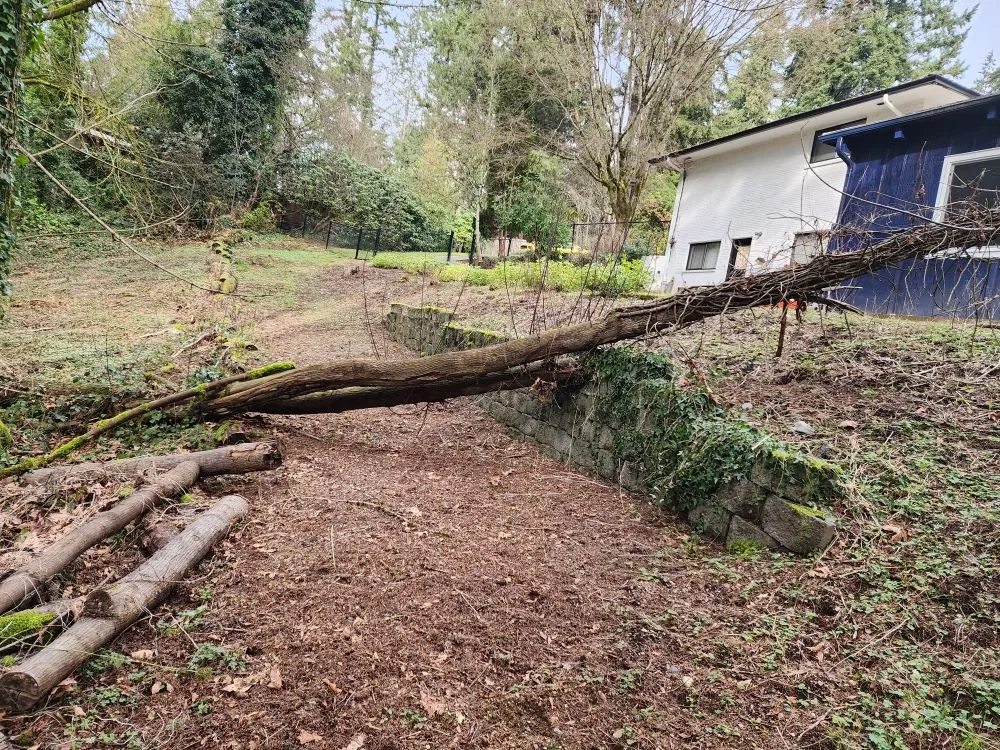 Reliable lawn mowing service for residential properties in Bellevue, WA by Jesus Landscaping & Construction