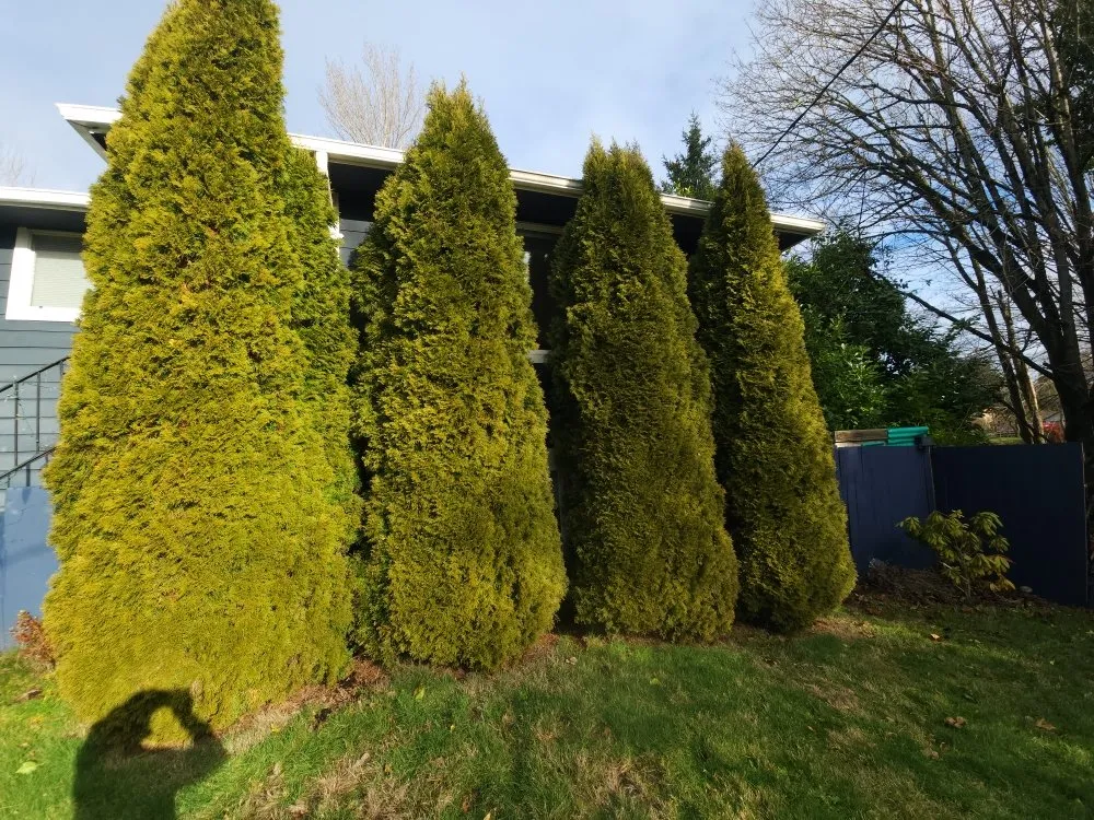 Reliable residential landscaping for residential properties in Bellevue, WA by Jesus Landscaping & Construction